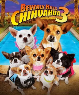 Những Chú Chó Chihuahua 3